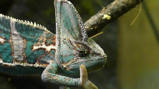 Amazing blue chameleon close up look. Profile of a chameleon looking around. A colorful reptile sits on a branch and slowly looks away. 