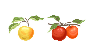 Apple Branch with Hanging Ripe Pomaceous Fruit Vector Set