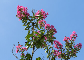Lagerstroemia indica or Crape Myrtle. Pink and carmine-purple flowers with panicles of crimped...
