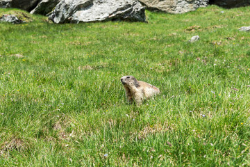 Alpine marmot on meadow in summer. Latin name marmota marmota. Austria