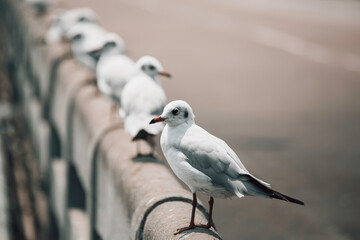 Seagulls stand on Concrete bridge