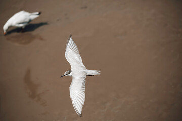 Seagulls flying high with wide spread wings towards light against.