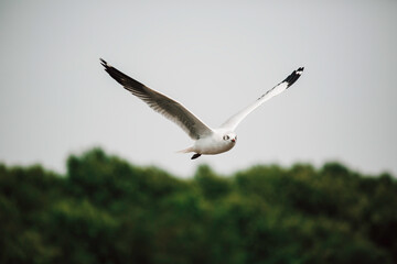 Seagulls flying high with wide spread wings towards light against.
