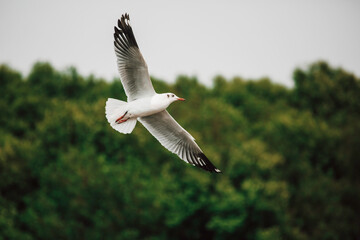 Seagulls flying high with wide spread wings towards light against.