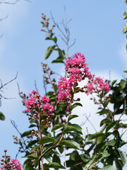 Lagerstroemia indica | Crape Myrtle or crepeflower during summer in pink inflorescence and brown...
