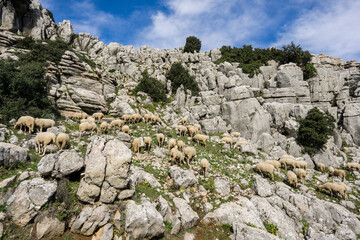 rebaño de ovejas, Paraje Natural Torcal de Antequera, términos municipales de Antequera y...