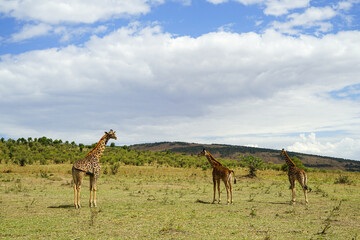 A flock of Masai giraffes in the beautiful sky of the African savanna (Masai Mara National Reserve,...