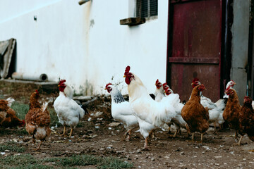 chicken in the yard