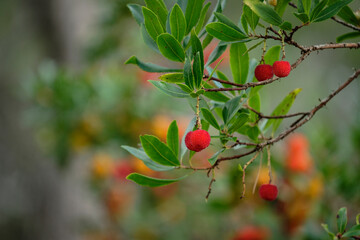 Arbutus unedo, Comuna de Bunyola, communal land, Bunyola, Mallorca, balearic islands, spain, europe
