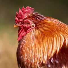 Portrait of a red rooster
