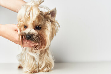 Yorkshire Terrier mammals friend of human isolated background