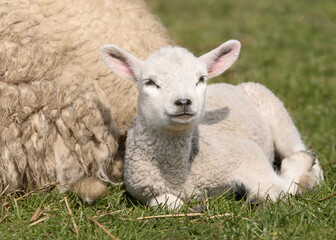 Fototapeta premium White lamb resting next to mother