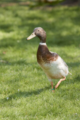Indian runner duck running in the grass