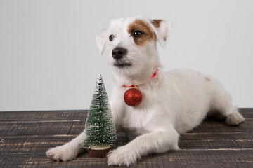 jack russell puppy, lying on a wooden floor, with a red ball around his neck, christmas tree between paws