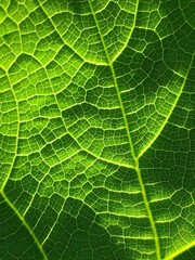 green leaf texture,green leaf outline , daylight and green leaf outline