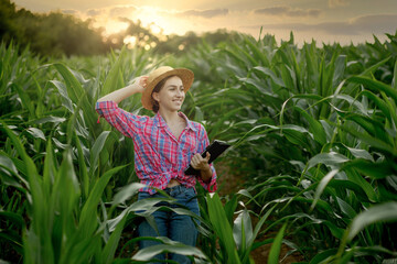 Caucasian farmer walking in corn field and examining crop before harvesting at sunset. Agriculture - food production, harvest concept