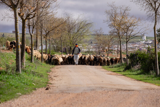 pastor con su reba&ntilde;o, Campo de Criptana, provincia de Ciudad Real, Castilla-La Mancha, Spain