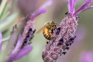 Bees on lavender