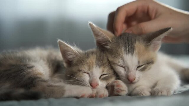 A female hand is stroking two sleeping kittens. Rest of pets on the bed. The habituation of animals to a new home. Close-up, blurred background, 4K UHD.