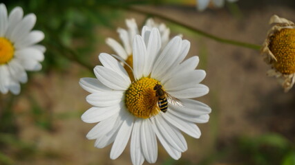 Obraz premium white flower chamomile wasp bee cottage garden flower bed macro