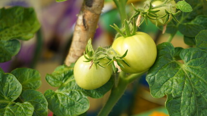 green fruits tomato greenhouse autumn harvest cottage garden vegetables
