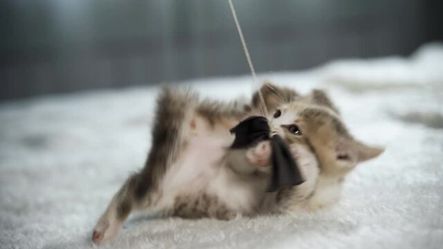 An active kitten plays with a bow on a string. He lies on his back and tries to catch the toy with his paws. Hunting instincts in baby cats. Close-up, slow motion, HD.