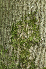 Fototapeta premium A close-up of the bark of an Oak tree
