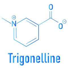 Trigonelline molecule skeletal formula. Metabolite of niacin (vitamin B3) but also found in a number of plants, including fenugreek.