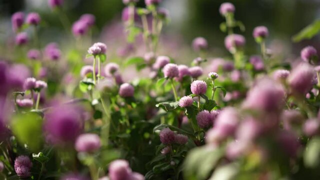 Gomphrena globosa or globe amaranth Flower in the wind in the garden, nature calm and gardening concept b-roll footage, beauty in nature