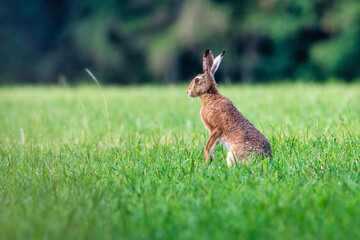 Rabbit in the grass. Rabbit in the woods