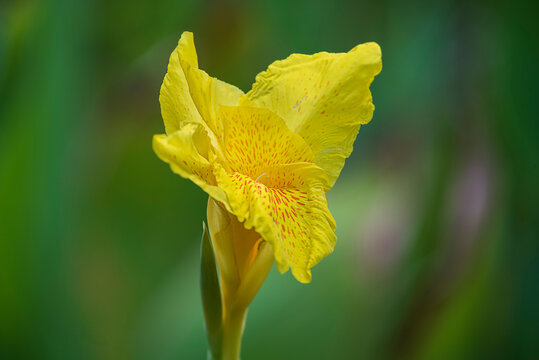 รูปภาพAchira เลือกดูภาพถ่ายสต็อก เวกเตอร์ และวิดีโอ2,753 Adobe Stock