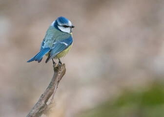 Obraz premium Eurasian Blue Tit Cyanistes caeruleus. Blue tit on the branch. Blue bird on a branch. 
