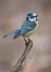 Eurasian Blue Tit Cyanistes caeruleus. Blue tit on the branch. Blue bird on a branch. 