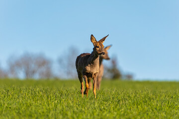 Naklejka premium Deer in the meadow. Deer in the forest. Deer in the field in the morning - (Capreolus capreolus)