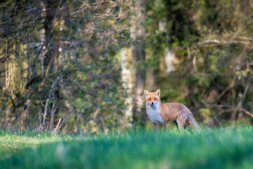 Red fox vulpes. Fox hunting in the woods