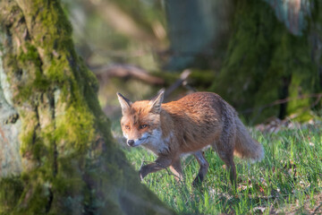Red fox vulpes. Fox hunting in the woods
