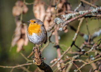 Robin perched on a branch. Robin on a branch