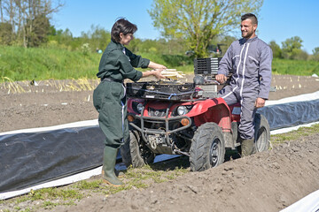 Farm workers harvest asparagus in the field with a agricultural quad bike