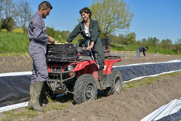 Farm workers harvest asparagus in the field with a agricultural quad bike