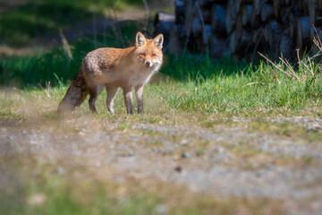 Naklejka na ściany i meble Red fox vulpes. Fox hunting in the woods