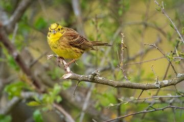 Yellowhammer (Emberiza citrinella) on a branch. Bird on the branch