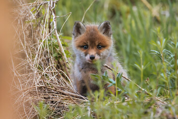 Fox puppies in the woods. Red fox vulpes