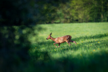 Deer in the forest. Deer in the field in the morning - (Capreolus capreolus)
