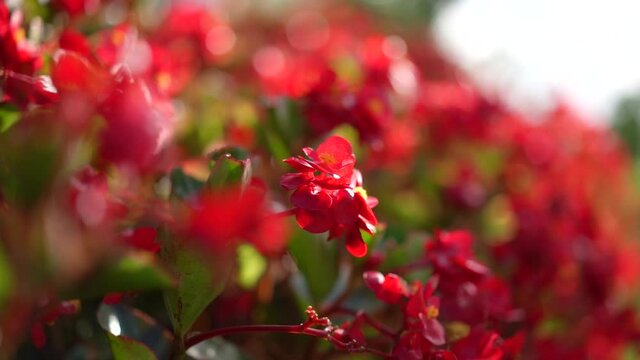 Begonia semperflorens or Begonia cucullata Willd in the wind in the garden, nature calm and gardening concept b-roll footage, beauty in nature