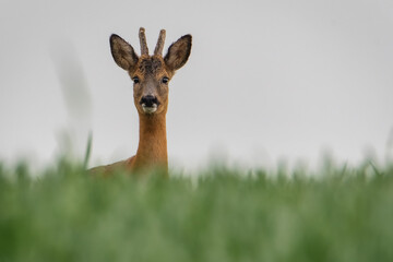 Roe deer in the grass. Deer in the forest. Deer in the field in the morning - (Capreolus capreolus)