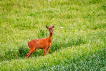 Deer in the meadow. Deer in the forest. Deer in the field in the morning - (Capreolus capreolus)