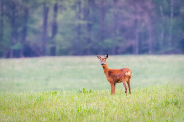 Red deer in the meadow. Deer in the forest. Deer in the field in the morning - (Capreolus capreolus)