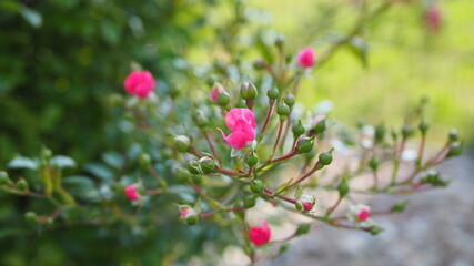 pink flowers in the garden, romantic roses - 456498810