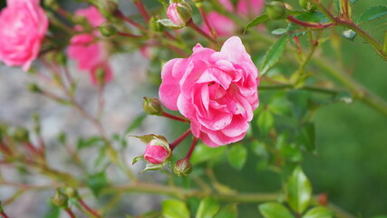 romantic pink roses in garden - 456498812