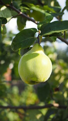 A quince hanging on a tree branch, organic fruits - 456498825